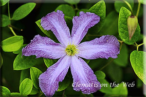 Clematis photograph