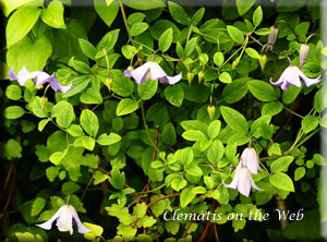 Clematis photograph