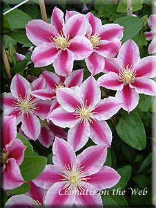 Clematis photograph