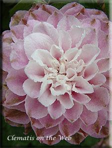 Clematis photograph