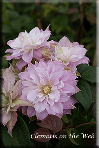 Clematis photograph