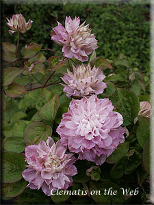 Clematis photograph