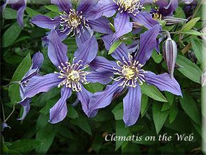 Clematis photograph