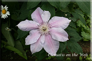 Clematis photograph