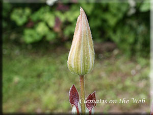 Clematis photograph