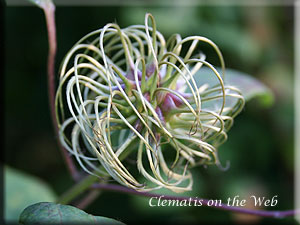 Clematis photograph