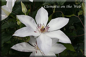 Clematis photograph