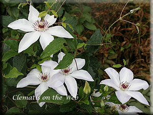 Clematis photograph