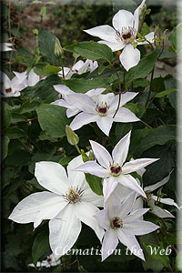 Clematis photograph