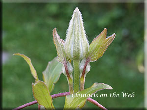 Clematis photograph