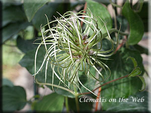 Clematis photograph