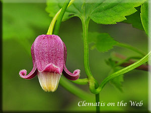 Clematis photograph