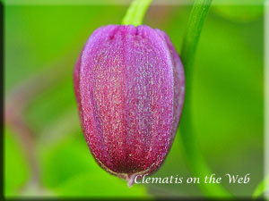 Clematis photograph