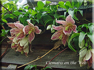 Clematis photograph