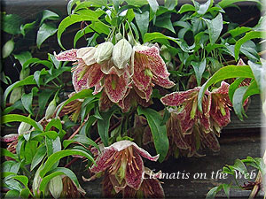 Clematis photograph