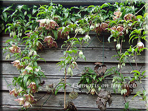 Clematis photograph