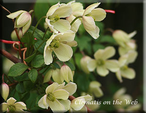 Clematis photograph