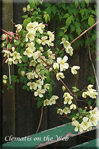 Clematis photograph