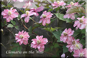 Clematis photograph