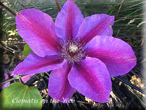 Clematis photograph