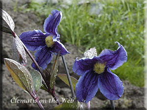 Clematis photograph