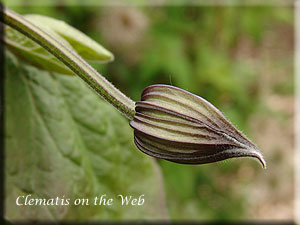 Clematis photograph