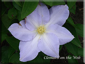 Clematis photograph