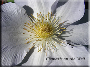 Clematis photograph