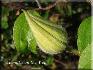 Clematis photograph