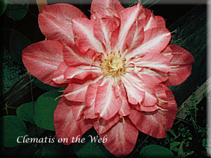 Clematis photograph