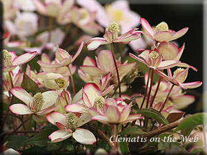 Clematis photograph