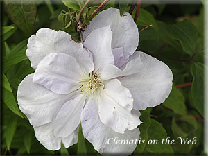 Clematis photograph