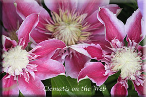 Clematis photograph