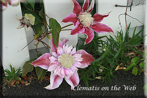 Clematis photograph