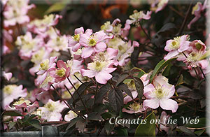 Clematis photograph