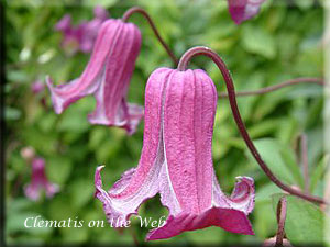 Clematis photograph