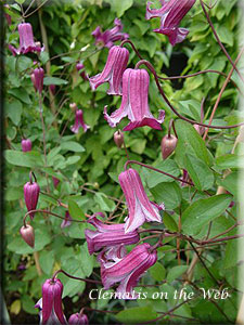 Clematis photograph