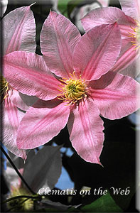 Clematis photograph