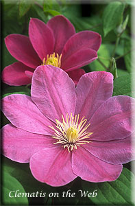 Clematis photograph