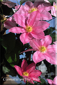 Clematis photograph