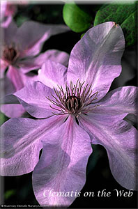 Clematis photograph