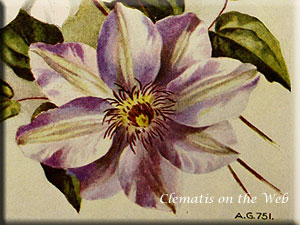 Clematis photograph