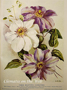 Clematis photograph