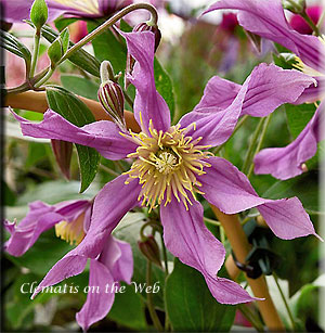 Clematis photograph