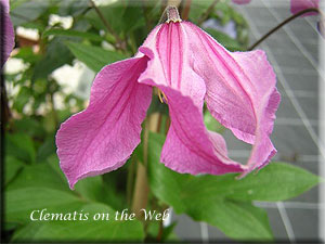 Clematis photograph