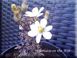 Clematis photograph