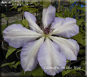 Clematis photograph