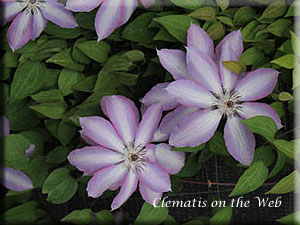 Clematis photograph