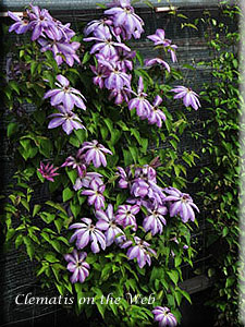 Clematis photograph