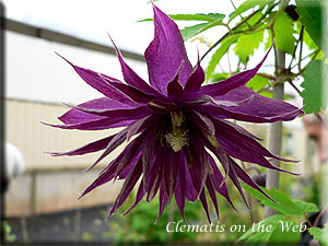 Clematis photograph